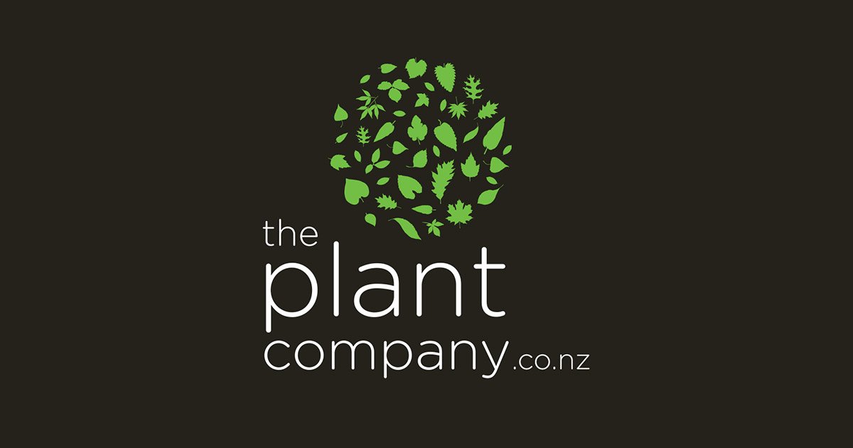 Buy indoor plants online nz- The Plant Company